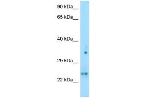 WB Suggested Anti-OLIG1 Antibody Titration: 1.