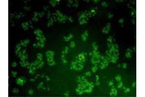 Immunocytochemistry (ICC) image for anti-BMI1 Polycomb Ring Finger Oncogene (BMI1) antibody (ABIN1112825) (BMI1 Antikörper)