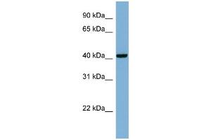 WB Suggested Anti-PLEKHA9 Antibody Titration: 0. (PLEKHA9 Antikörper  (Middle Region))