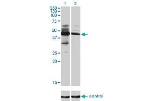 Western Blotting (WB) image for anti-Makorin Ring Finger Protein 2 (MKRN2) (AA 317-415) antibody (ABIN565129)