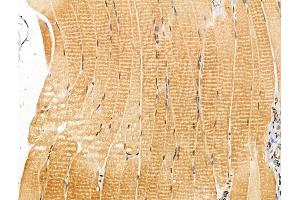 ABIN7094382 and ABIN7098429 at 1/100 staining Rat muscle tissue by IHC-P. (NAP1L4 Antikörper  (Internal Region))