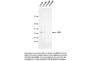 Image no. 1 for anti-E2F-Associated Phosphoprotein (N-Term) antibody (ABIN1042590) (EAPP Antikörper  (N-Term))