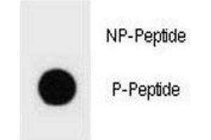 Dot Blot (DB) image for anti-Tuberous Sclerosis 2 (TSC2) (pSer1096) antibody (ABIN3029316)