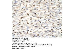 Rabbit Anti-ILF3 Antibody  Paraffin Embedded Tissue: Human Heart Cellular Data: Myocardial cells Antibody Concentration: 4. (Interleukin enhancer-binding factor 3 (ILF3) (N-Term) Antikörper)