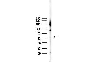 Western blot analysis of lysates from Mouse liver, using DUSP9 Antibody at 1/1000 dilution.