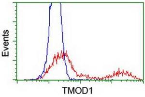 HEK293T cells transfected with either RC201134 overexpress plasmid (Red) or empty vector control plasmid (Blue) were immunostained by anti-TMOD1 antibody (ABIN2454779), and then analyzed by flow cytometry. (Tropomodulin 1 Antikörper)