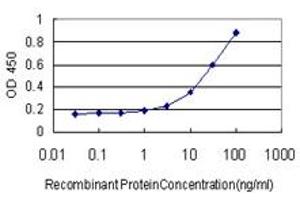 Detection limit for recombinant GST tagged MEF2A is approximately 1ng/ml as a capture antibody. (MEF2A Antikörper  (AA 71-170))