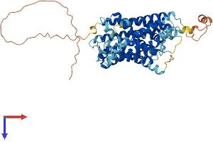 SLC38A3 Protein (AA 1-505) (His tag)