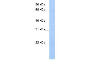 WB Suggested Anti-RPN1 Antibody    Titration:  1 ug/ml  Positive Control:  HeLa and CHO-K1 cell lines, rouch canine microsomes (RPN1 Antikörper  (N-Term))