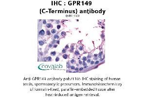 Image no. 1 for anti-G Protein-Coupled Receptor 149 (GPR149) (C-Term) antibody (ABIN1734954) (GPR149 Antikörper  (C-Term))