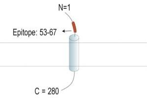 anti-Transmembrane Protein 119 (TMEM119) (AA 53-67), (Extracellular), (N-Term) antibody (APC)