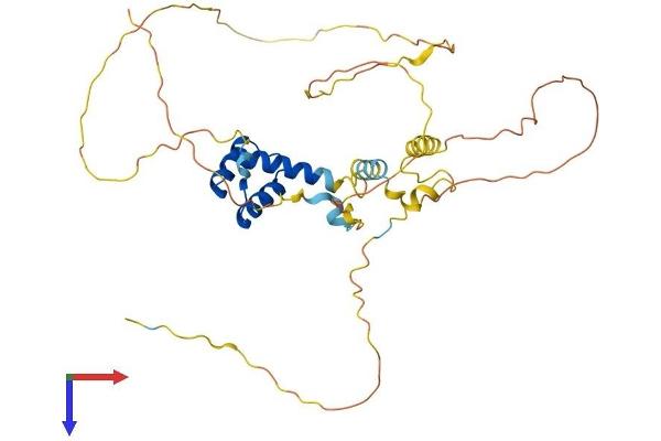 VSX1 Protein (AA 1-365) (His tag)