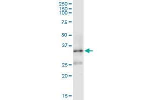 Immunoprecipitation of DNAJB1 transfected lysate using anti-DNAJB1 MaxPab rabbit polyclonal antibody and Protein A Magnetic Bead , and immunoblotted with DNAJB1 MaxPab mouse polyclonal antibody (B01) .