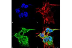 Immunocytochemistry/Immunofluorescence analysis using Mouse Anti-FGFA/FHFA (pan) Monoclonal Antibody, Clone S235-22 . (FGF13 Antikörper  (AA 2-18) (PE))