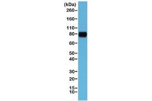 Western blot testing of human HeLa cell lysate with recombinant CD44 antibody at 1:1000.