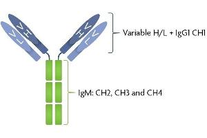 SARS-CoV-2 Spike IgG/IgM antibody structure Patient serum IgG was sequenced and expressed as a chimeric full-length human immunoglobulin in mammalian 293 cells. (Rekombinanter SARS-CoV-2 Spike IgG/IgM Antikörper)