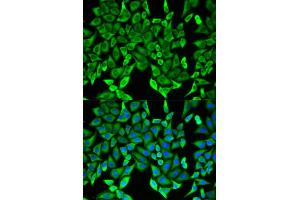 Immunofluorescence (IF) image for anti-Myelin Oligodendrocyte Glycoprotein (MOG) antibody (ABIN1876541) (MOG Antikörper)