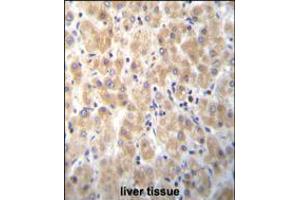 PABPN1L Antibody immunohistochemistry analysis in formalin fixed and paraffin embedded human liver tissue followed by peroxidase conjugation of the secondary antibody and DAB staining. (PABPN1L Antikörper  (AA 166-194))
