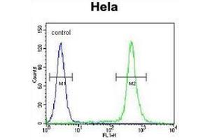 Flow cytometric analysis of Hela cells (right histogram) compared to a negative control cell (left histogram) using C18orf8/MIC1 Antibody (N-term), followed by FITC-conjugated goat-anti-rabbit secondary antibodies. (C18orf8 Antikörper  (N-Term))