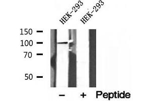 Western blot analysis of extracts of HEK-293 cells, using NLRX1 antibody.