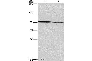 Western blot analysis of 293T and Hela cell, using ICAM5 Polyclonal Antibody at dilution of 1:500 (ICAM5 Antikörper)