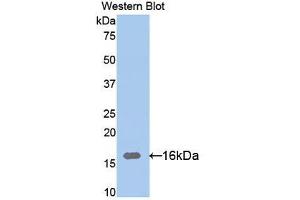 Western blot analysis of the recombinant protein. (Ribonuclease A12 (AA 21-147) Antikörper)