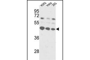 Western blot analysis of SSB Antibody (C-term) (ABIN389303 and ABIN2839423) in K562, Hela, 293 cell line lysates (35 μg/lane). (SSB Antikörper  (C-Term))