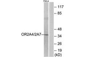 Western Blotting (WB) image for anti-Olfactory Receptor 2A4 (OR2A4) (AA 231-280) antibody (ABIN2890974) (OR2A4 Antikörper  (AA 231-280))