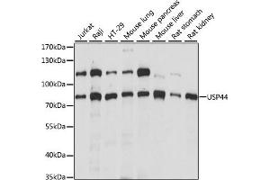 Western blot analysis of extracts of various cell lines, using USP44 antibody (ABIN7271164) at 1:1000 dilution. (USP44 Antikörper  (AA 100-270))