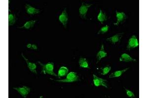 Immunofluorescence (IF) image for anti-Vacuolar Protein Sorting 33 Homolog A (VPS33A) (AA 1-300) antibody (ABIN7175308)
