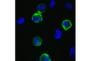 Immunofluorescence Validation of SARS-CoV-2 (COVID-19) Spike  in 293T Cells. (SARS-CoV-2 Spike Antikörper  (C-Term))