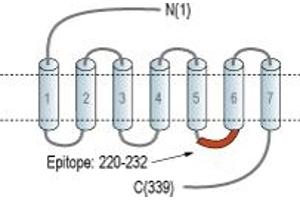 G Protein-Coupled Receptor 17 (GPR17) peptide