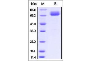 SDS-PAGE (SDS) image for CD80 (CD80) (AA 38-245) (Active) protein (Fc Tag) (ABIN2870713)