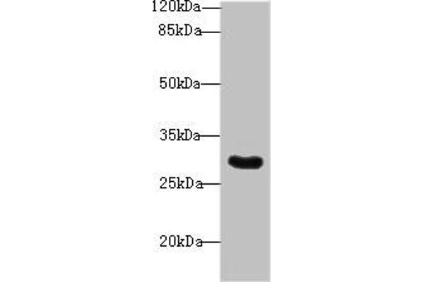 SNRNP35 抗体  (AA 1-244)
