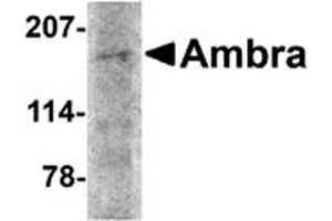Western Blotting (WB) image for anti-Autophagy/beclin-1 Regulator 1 (AMBRA1) (N-Term) antibody (ABIN1031227) (AMBRA1 Antikörper  (N-Term))