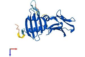 DPCD Protein (AA 1-203) (His tag)