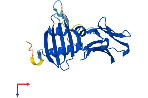 DPCD Protein (AA 1-203) (His tag)