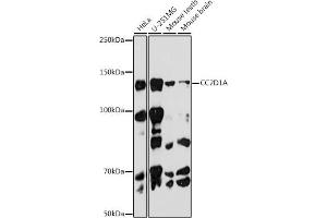 Western blot analysis of extracts of various cell lines, using CC2D1A antibody (ABIN7266430) at 1:1000 dilution. (CC2D1A Antikörper)