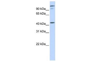 Western Blotting (WB) image for anti-AFG3-Like Protein 2 (AFG3L2) antibody (ABIN2459048) (AFG3L2 Antikörper)