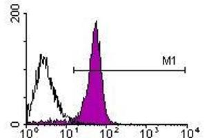 Image no. 1 for anti-CD2 (CD2) antibody (FITC) (ABIN135081) (CD2 Antikörper  (FITC))