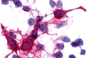 Image no. 2 for anti-Melanin-Concentrating Hormone Receptor 2 (MCHR2) (C-Term) antibody (ABIN1049056) (MCHR2 Antikörper  (C-Term))