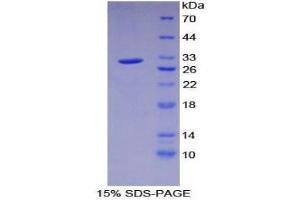 SDS-PAGE (SDS) image for Protein Kinase, AMP-Activated, gamma 1 Non-Catalytic Subunit (PRKAG1) (AA 70-300) protein (His tag) (ABIN2126532) (PRKAG1 Protein (AA 70-300) (His tag))
