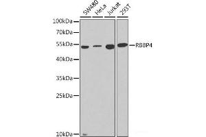 Western blot analysis of extracts of various cell lines using RBBP4 Polyclonal Antibody at dilution of 1:1000. (Retinoblastoma Binding Protein 4 Antikörper)