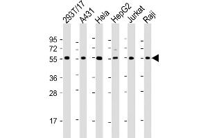 All lanes : Anti-alpha Tubulin Antibody at 1:2000 dilution Lane 1: 293T/17 whole cell lysate Lane 2: A431 whole cell lysate Lane 3: Hela whole cell lysate Lane 4: HepG2 whole cell lysate Lane 5: Jurkat whole cell lysate Lane 6: Raji whole cell lysate Lysates/proteins at 20 μg per lane. (alpha Tubulin Antikörper  (AA 408-439))