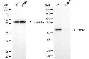 Western blotting analysis using NAE1 antibody (ABIN7799567). (NAE1 Antikörper)