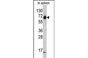 Western blot analysis of KRT4 antibody (C-term) (ABIN390684 and ABIN2840975) in mouse spleen tissue lysates (35 μg/lane). (KRT4 Antikörper  (C-Term))