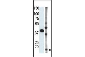 Image no. 1 for anti-Small Ubiquitin Related Modifier 2 (SUMO2) (C-Term) antibody (ABIN356794) (SUMO2 Antikörper  (C-Term))