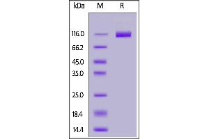 SDS-PAGE (SDS) image for VEGF Receptor 2 (VEGFR2) (AA 20-764) protein (His tag,FITC) (ABIN6973302)