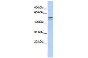 Image no. 1 for anti-DMRT-Like Family A1 (DMRTA1) (AA 179-228) antibody (ABIN6742358) (DMRTA1 Antikörper  (AA 179-228))