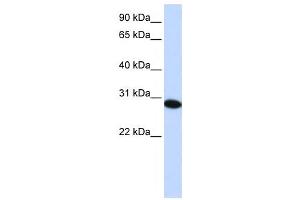Western Blotting (WB) image for anti-PHD Finger Protein 19 (PHF19) antibody (ABIN2459400) (PHF19 Antikörper)